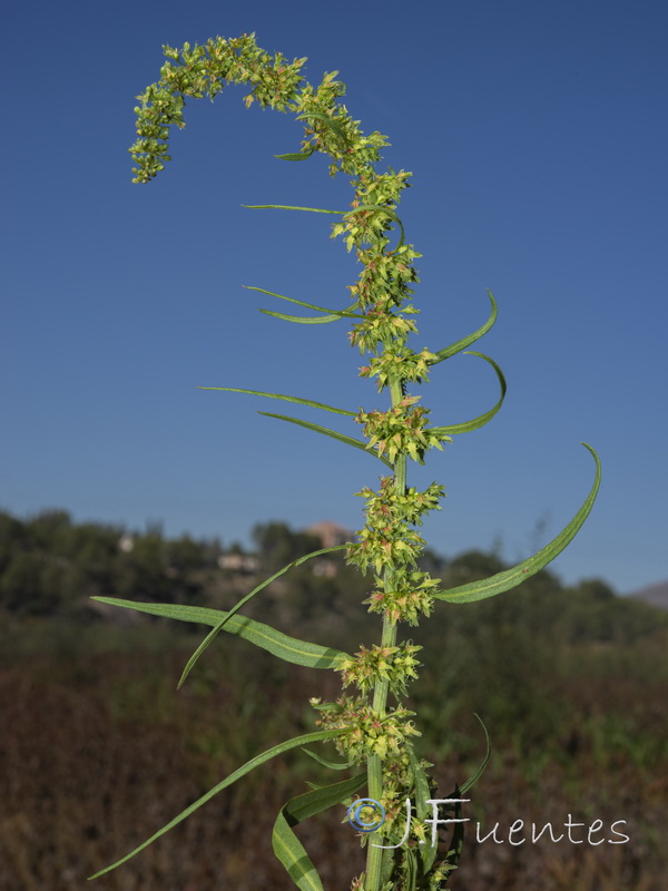 Rumex palustris.04