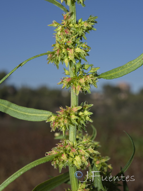 Rumex palustris.05