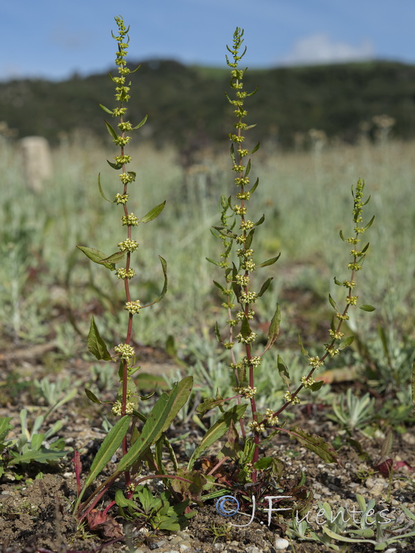 Rumex pulcher pulcher.01