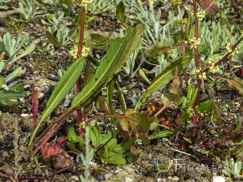 Rumex pulcher pulcher.02