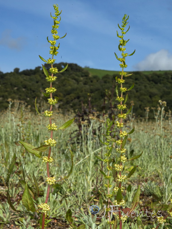 Rumex pulcher pulcher.03