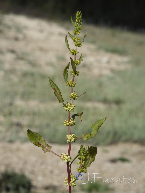 Rumex pulcher pulcher.04