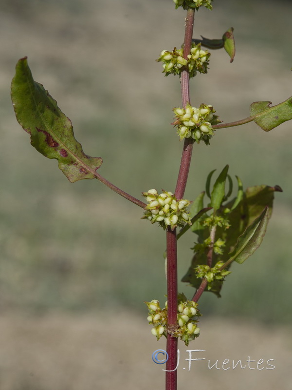 Rumex pulcher pulcher.05