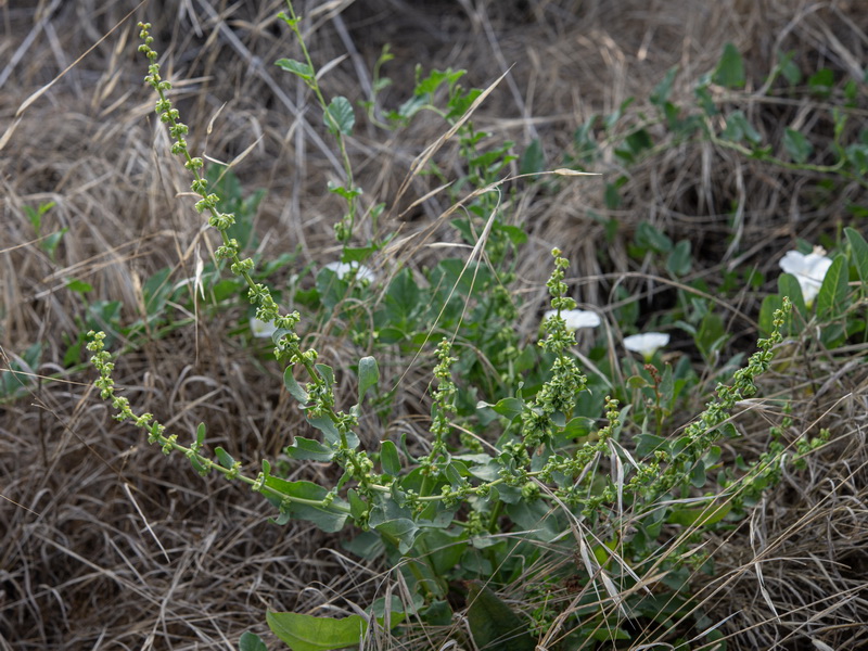 Rumex pulcher woodsii.02