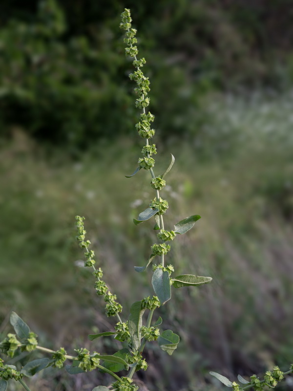 Rumex pulcher woodsii.03