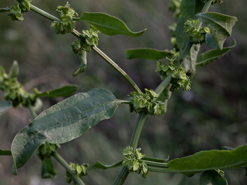 Rumex pulcher woodsii.04