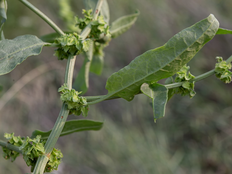 Rumex pulcher woodsii.05