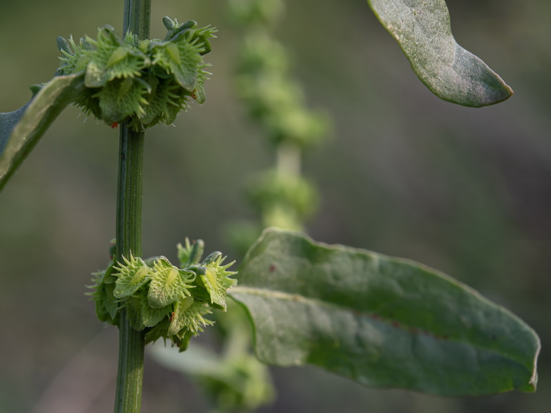 Rumex pulcher woodsii.07
