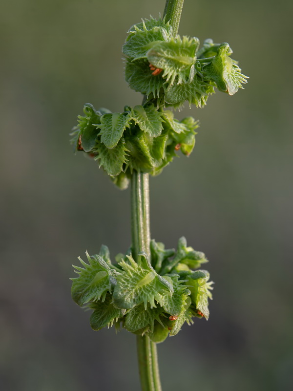 Rumex pulcher woodsii.10