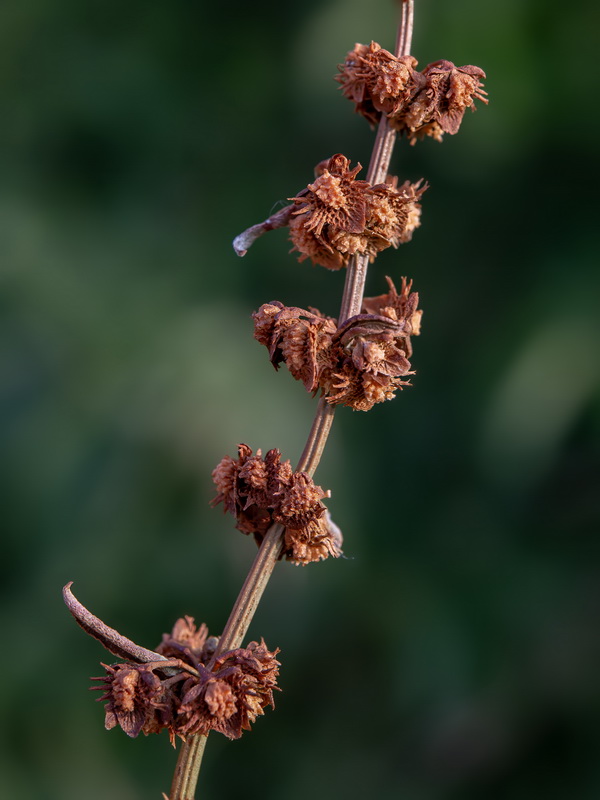 Rumex pulcher woodsii.11