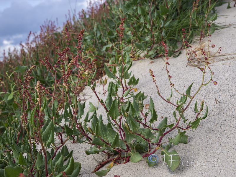 Rumex roseus.01