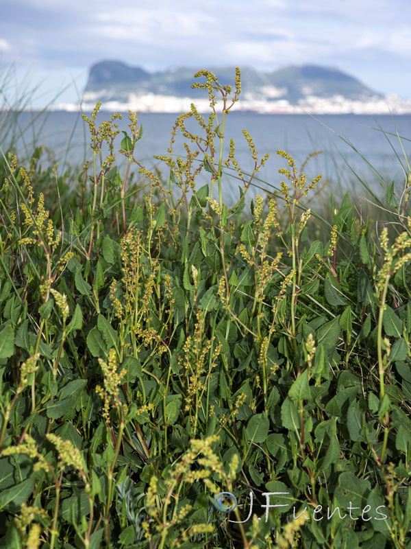 Rumex roseus.02