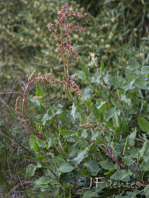 Rumex roseus.04