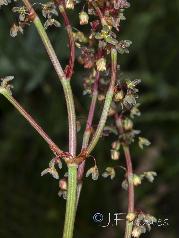 Rumex roseus.06