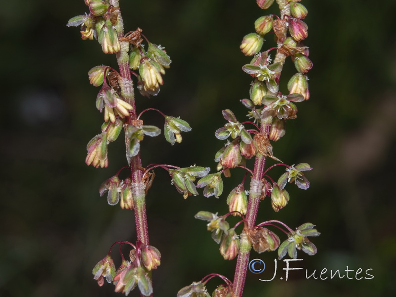 Rumex roseus.07