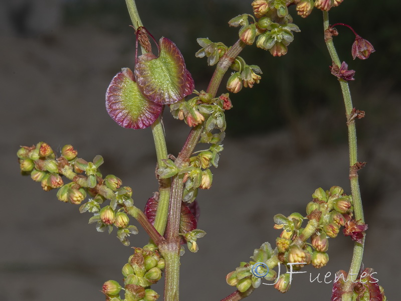 Rumex roseus.08