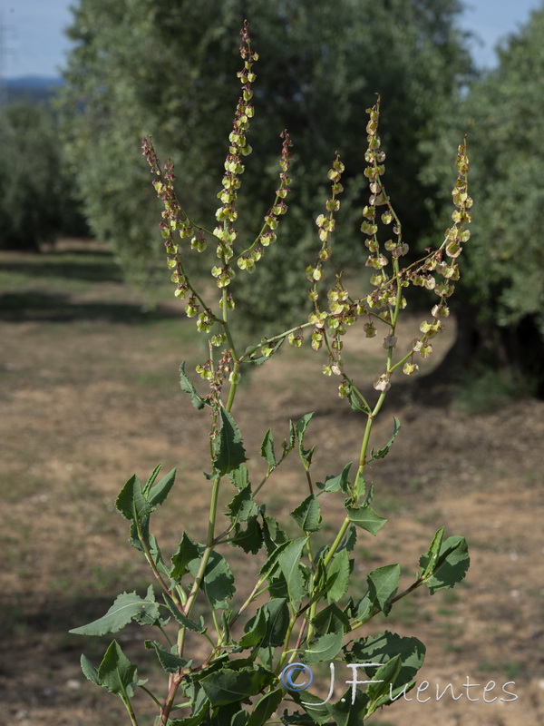 Rumex roseus.09