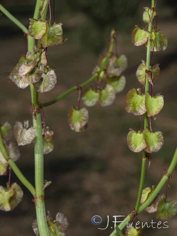 Rumex roseus.10