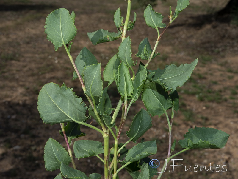 Rumex roseus.11