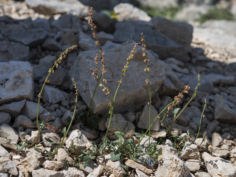 Rumex scutatus.01