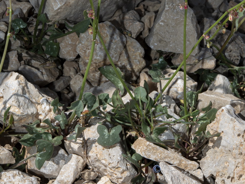 Rumex scutatus.03