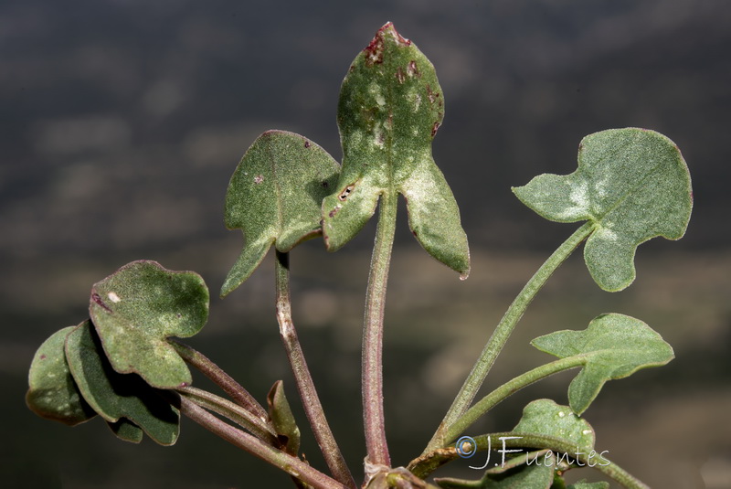 Rumex scutatus.04