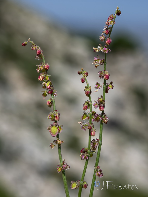 Rumex scutatus.05