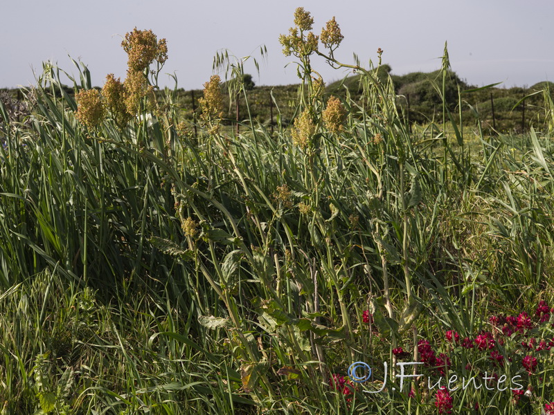 Rumex thrysoides.01