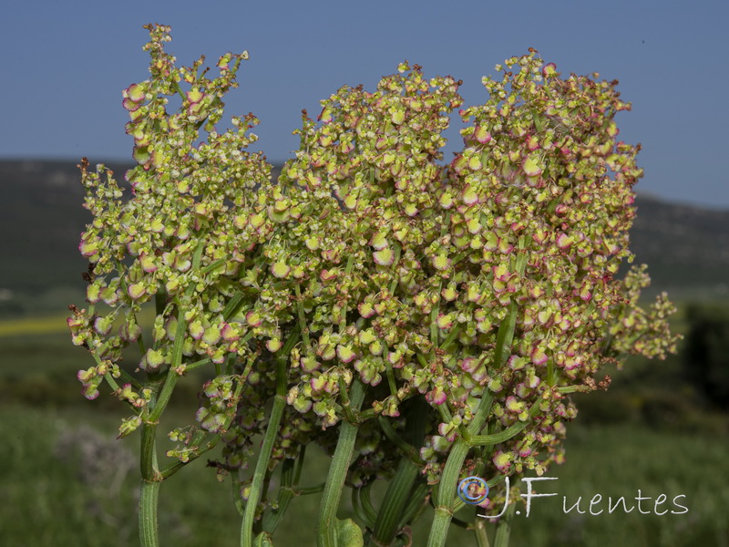 Rumex thrysoides.03