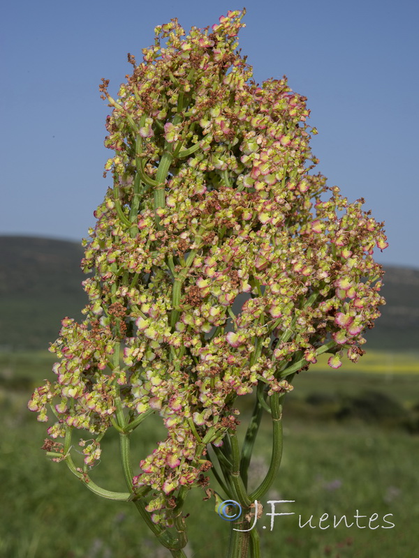 Rumex thrysoides.04