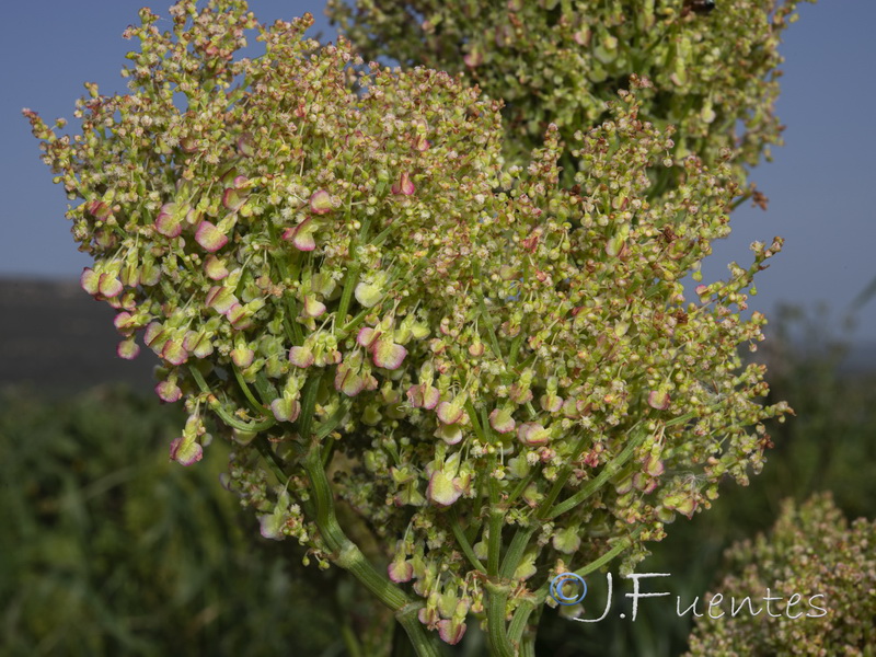 Rumex thrysoides.06