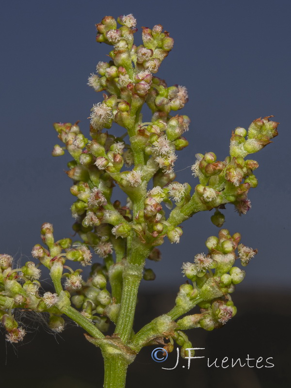 Rumex thrysoides.07