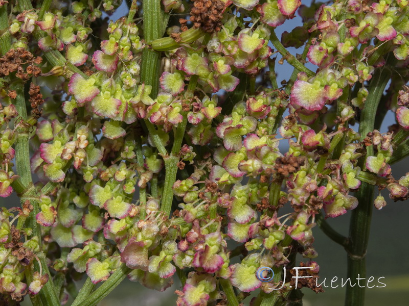 Rumex thrysoides.08