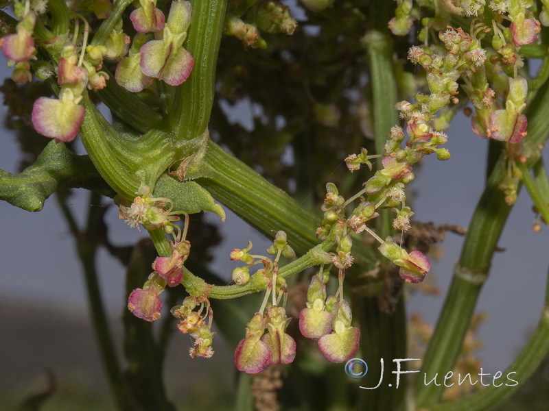Rumex thrysoides.09