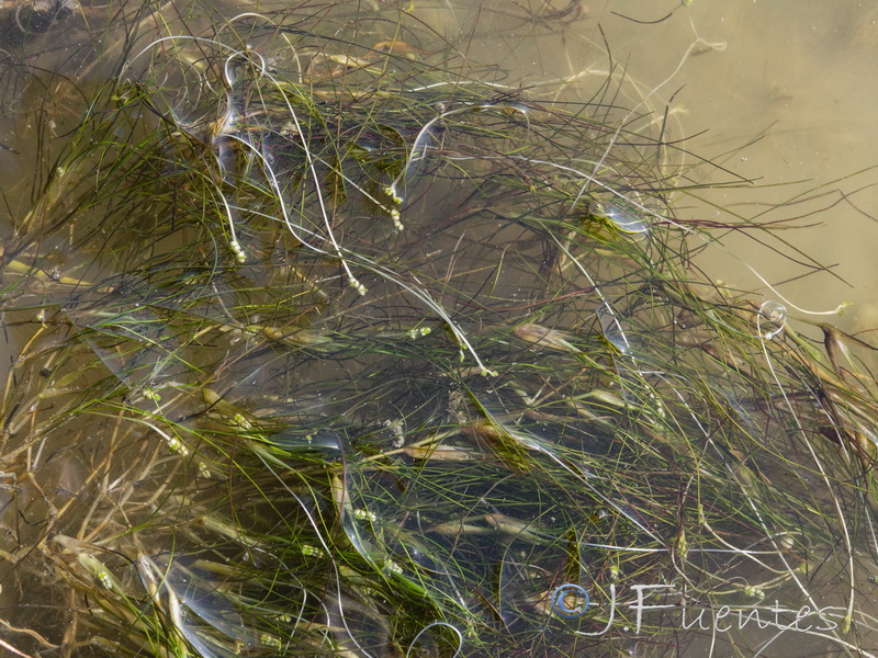 Rupia drepanensis.03