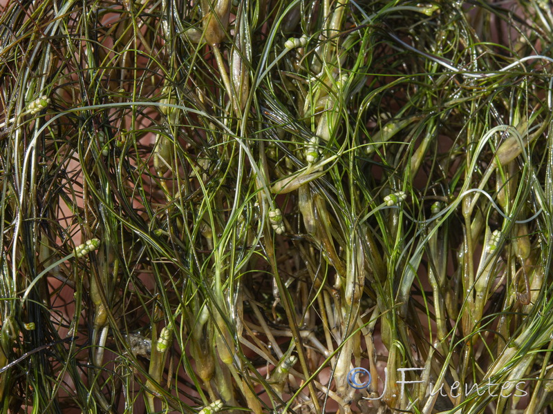 Rupia drepanensis.05