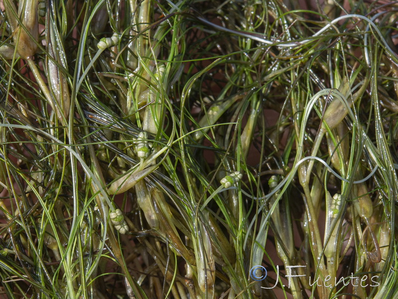 Rupia drepanensis.09