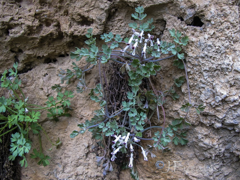 Rupicapnos africana decipiens.02