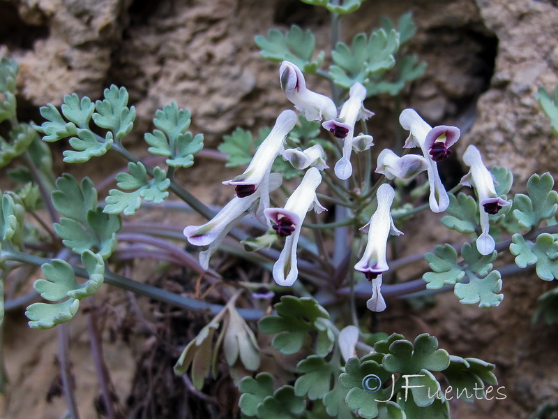 Rupicapnos africana decipiens.05