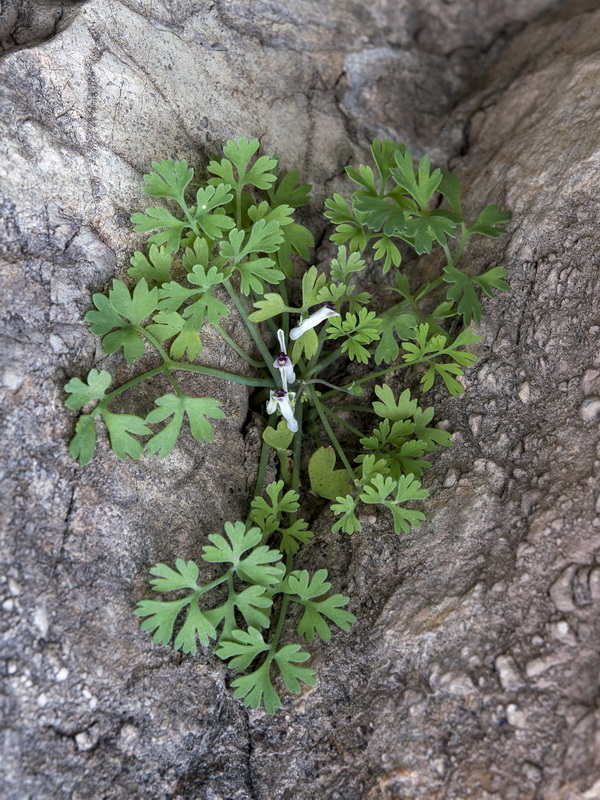 Rupicapnos africana decipiens.07