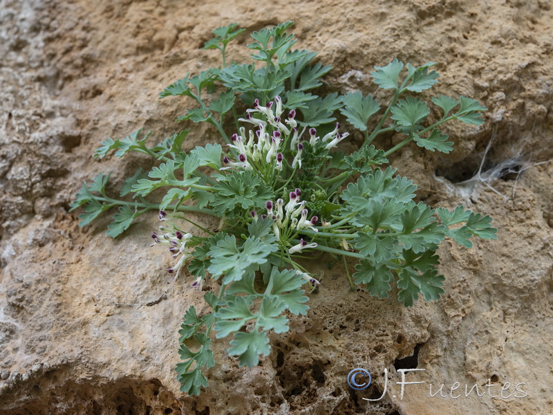 Rupicapnos africana decipiens.03