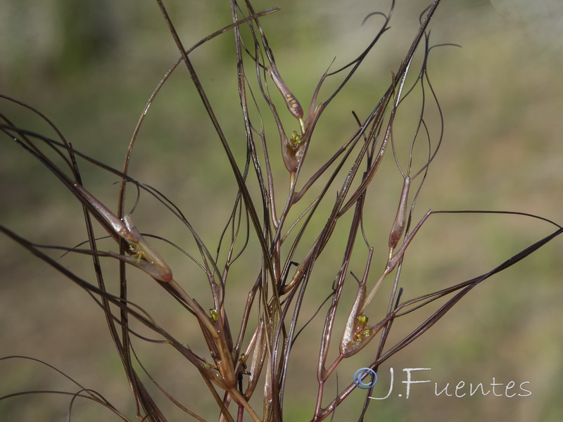 Ruppia maritima.04