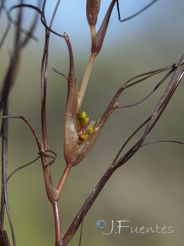 Ruppia maritima.08