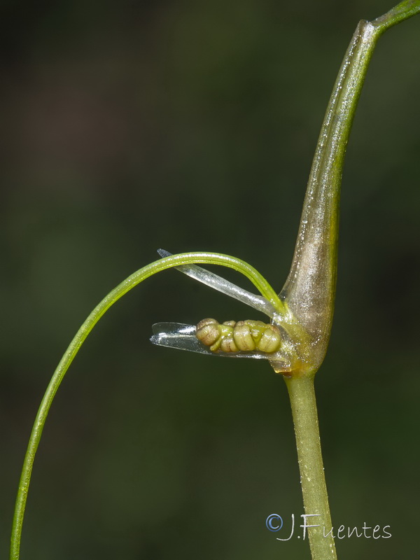 Ruppia maritima.16