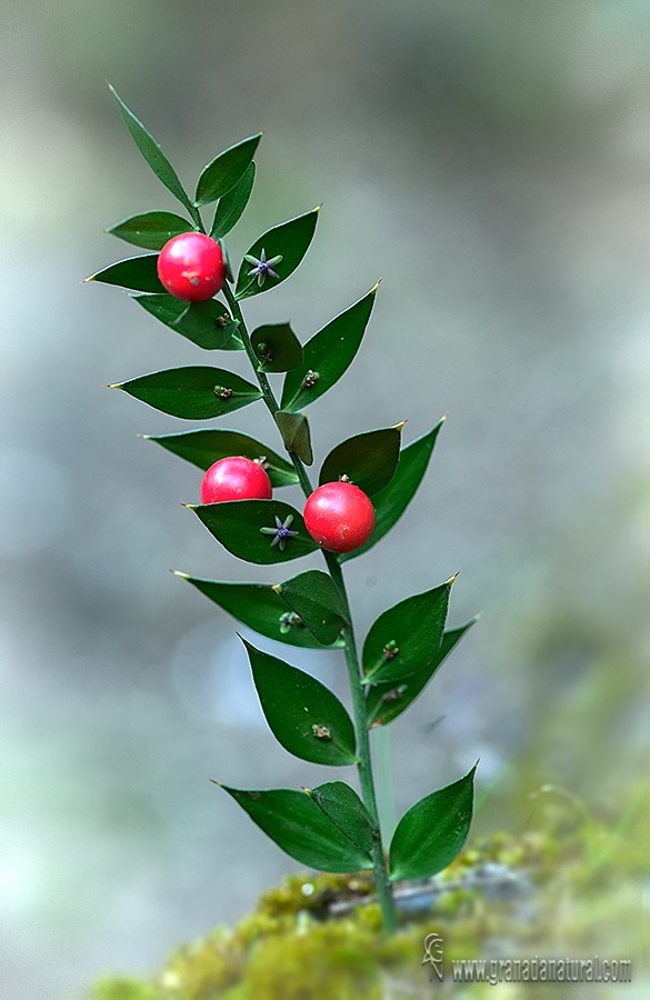 Ruscus aculeatus