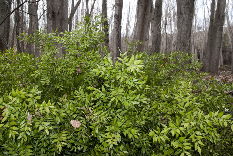 Ruscus aculeatus.03
