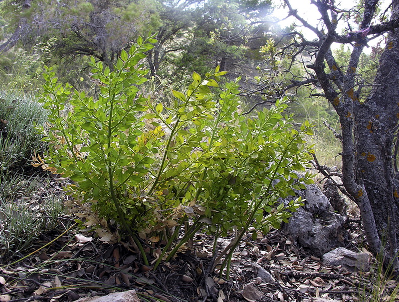 Ruscus aculeatus.05