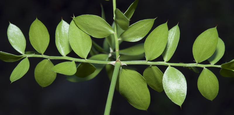 Ruscus aculeatus.07