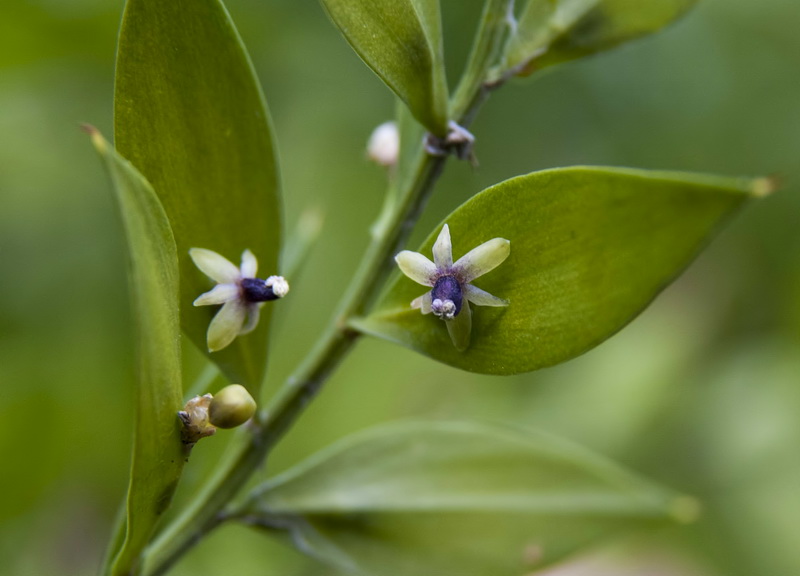 Ruscus aculeatus.13