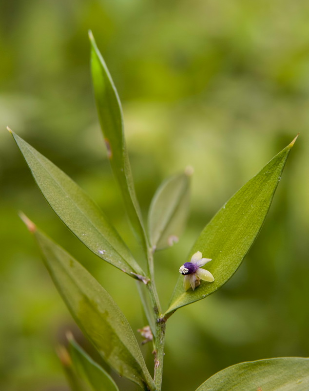 Ruscus aculeatus.14